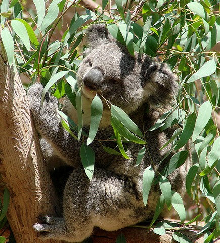 3 Adaptations Of Koalas Diet