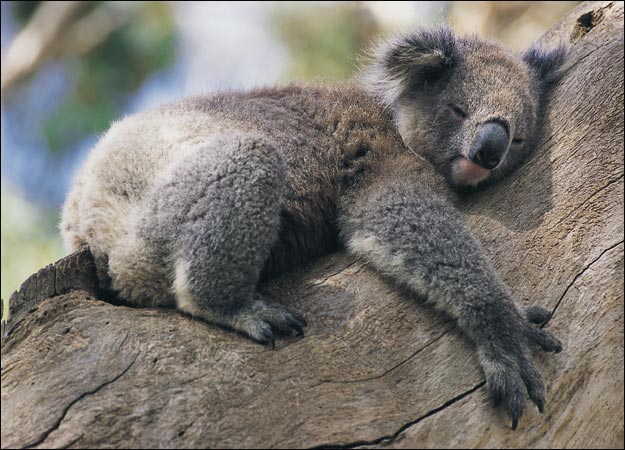 3 Types Of Koalas Diet